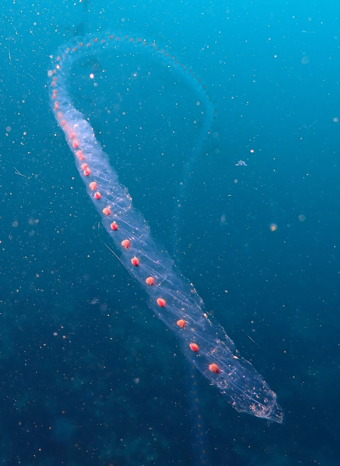 salps